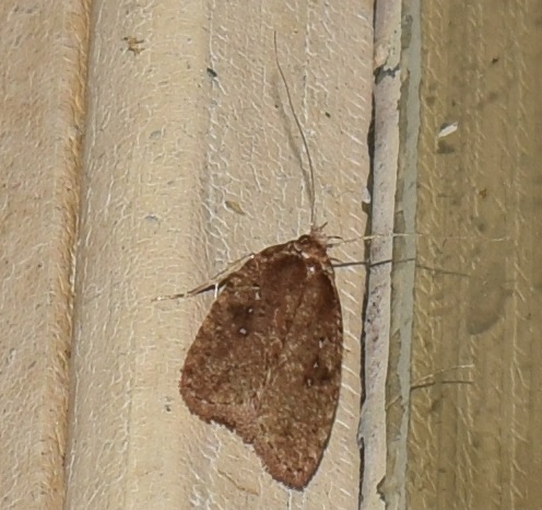 Agonopterix sp. (Elachistidae) da ID